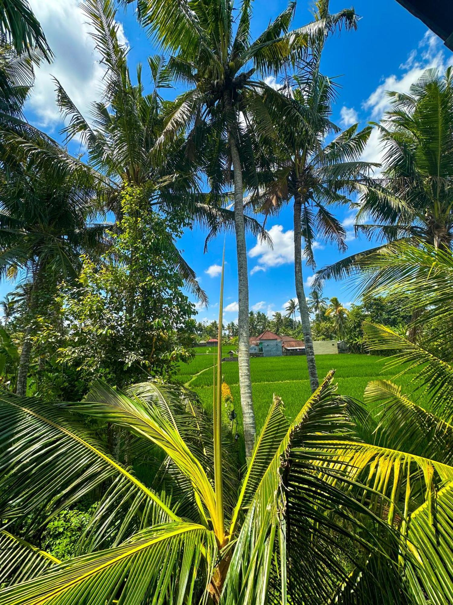 فندق Nunu Bali Eco Friendly Retreat تْشانغو المظهر الخارجي الصورة