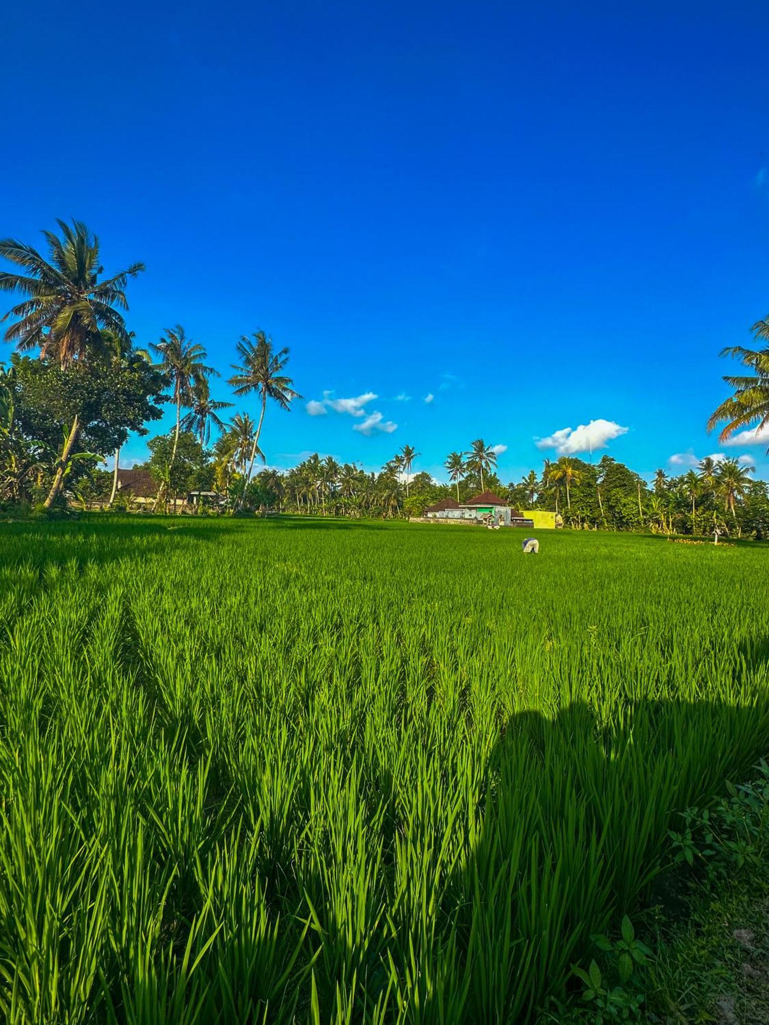 فندق Nunu Bali Eco Friendly Retreat تْشانغو المظهر الخارجي الصورة