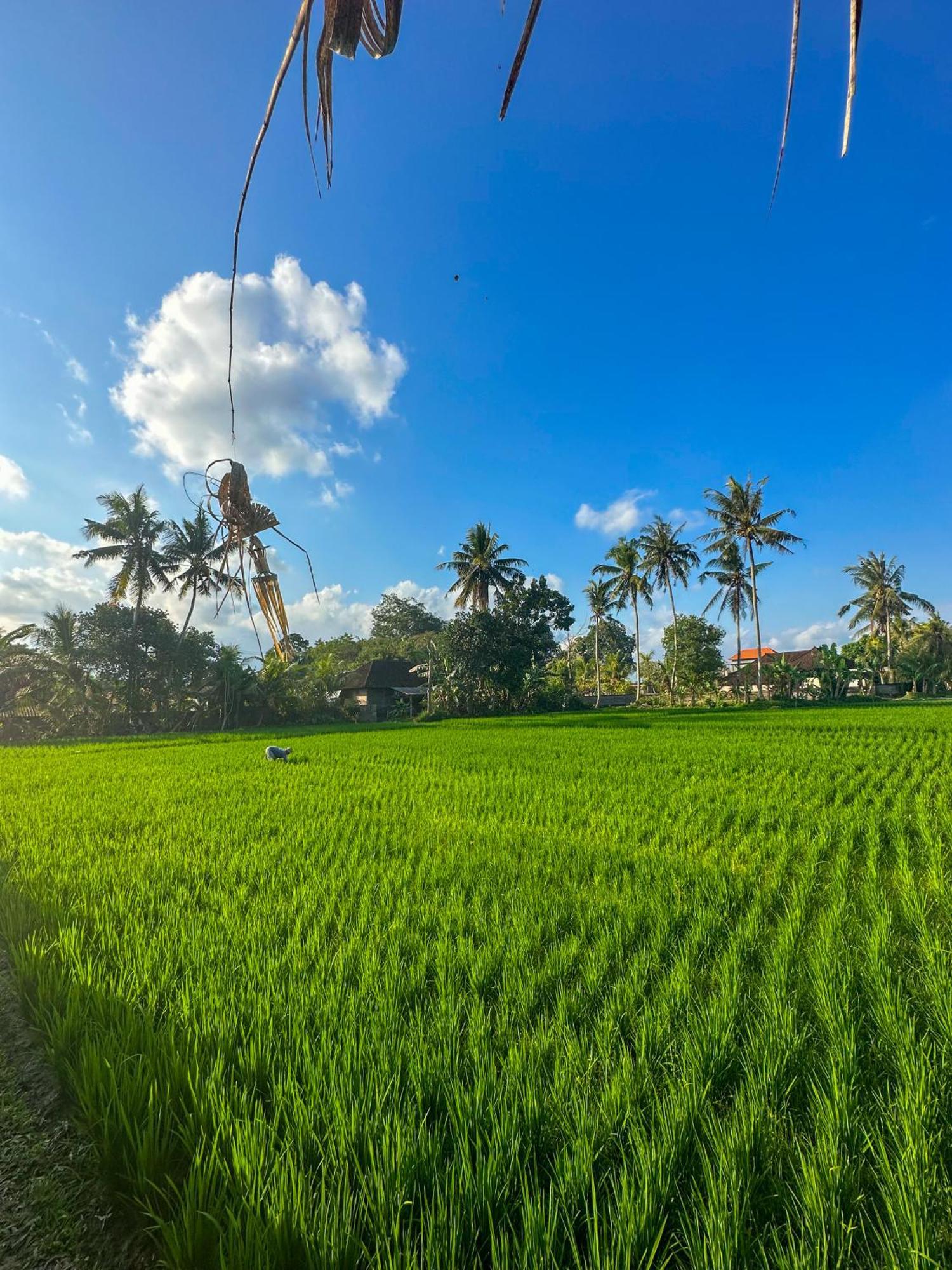 فندق Nunu Bali Eco Friendly Retreat تْشانغو المظهر الخارجي الصورة